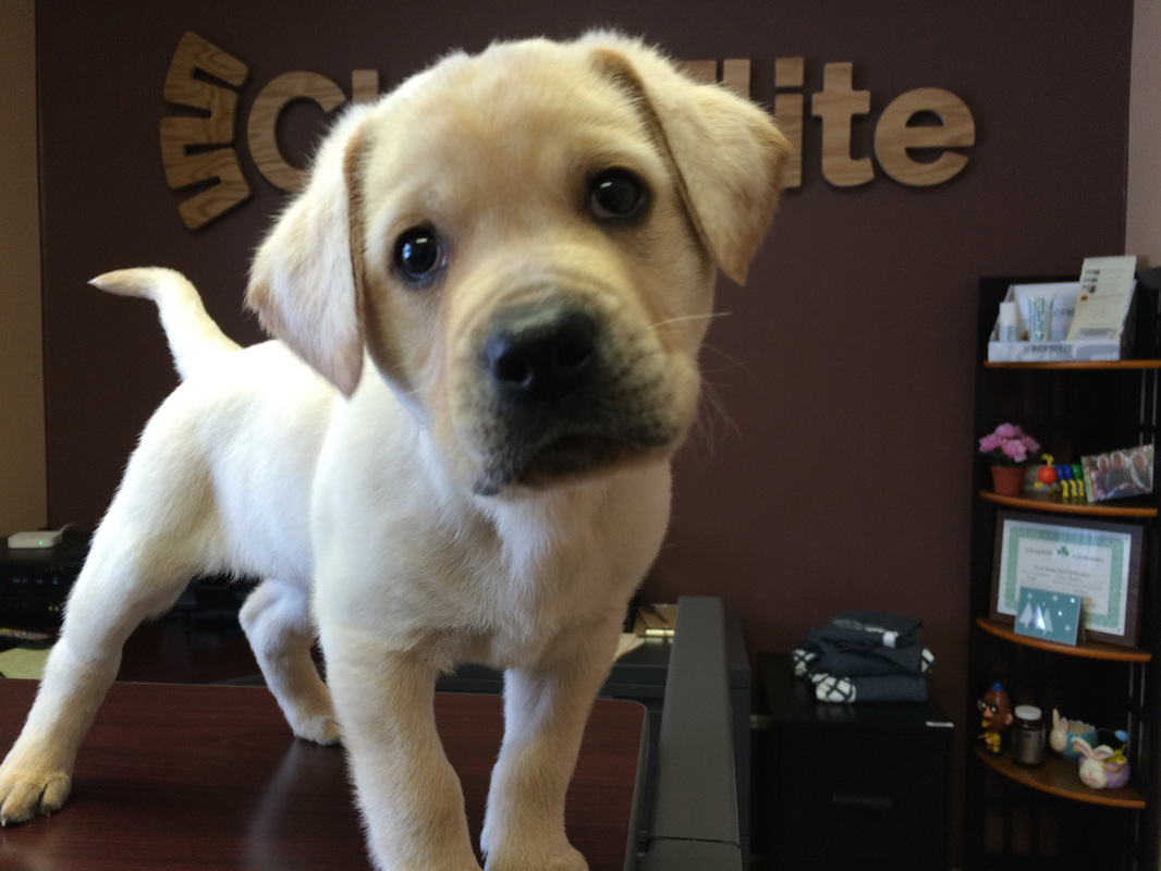 yellow lab puppy, clinic dog, chiropractor eau claire, wisconsin, chiroelite